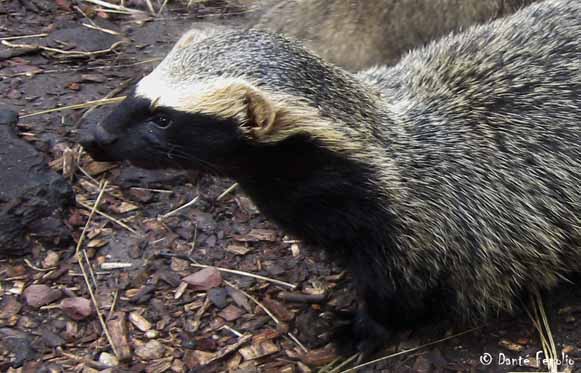 5 Like its northern cousin the Grison, the Quique is an aggressive predator. In fact, Chileans use the name “quique” to describe someone who is angry.