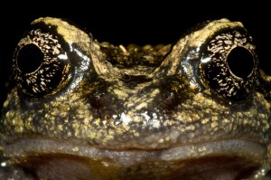 Alsodes norae, mature male, LR-M