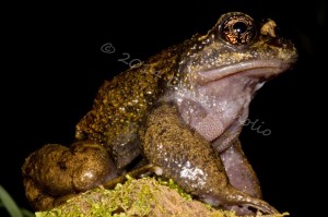 Alsodes norae, mature male, No6, LR-M