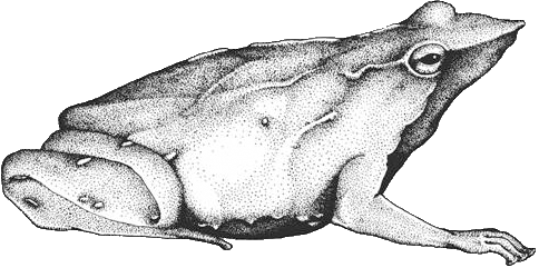 Rhinoderma line drawing